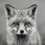 SilverFox Lumpuhkan Antivirus dengan Driver Rentan
