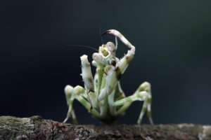 Teknik DLL Sideloading di Balik Ancaman NeedyMantis